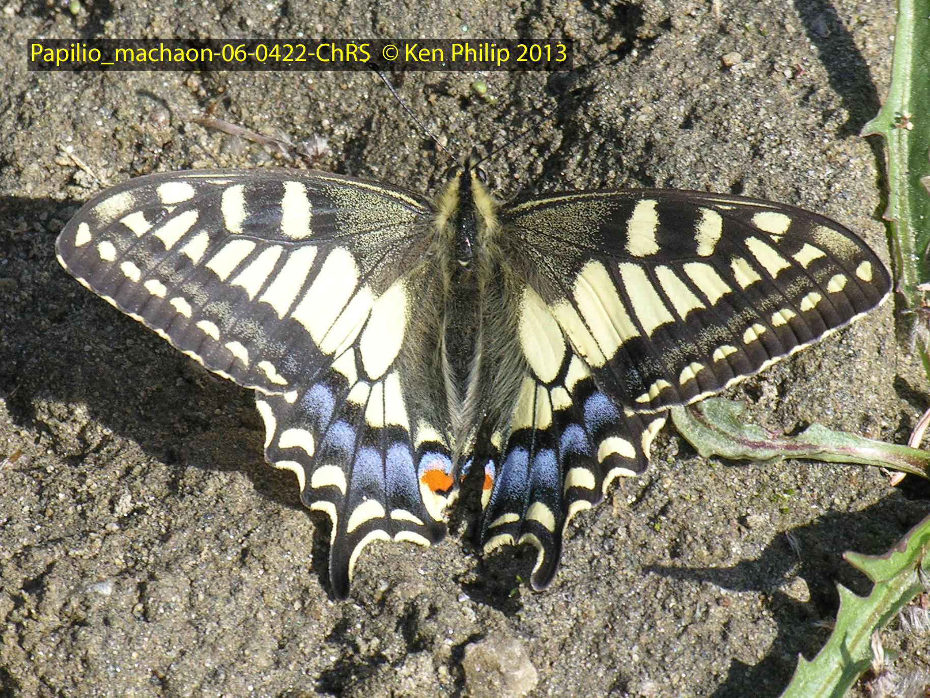 07-Papilio_machaon-06-0422-ChRS
